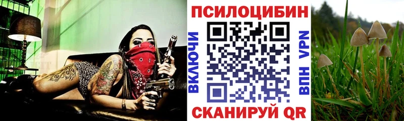 Псилоцибиновые грибы Psilocybe купить наркоту Дербент